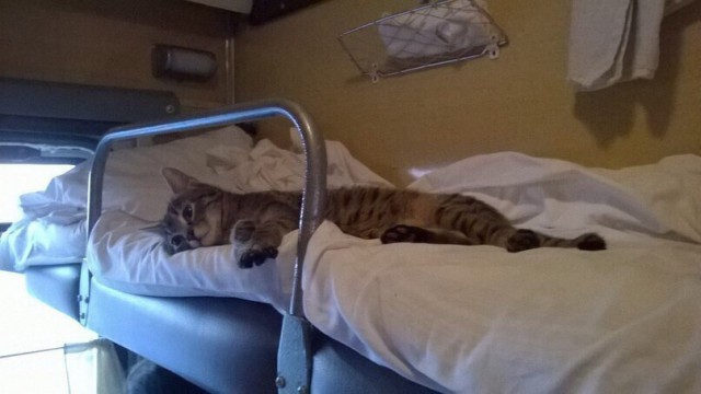 Коты и Кошки