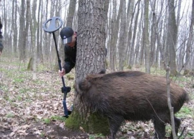 Подборка забавных животных