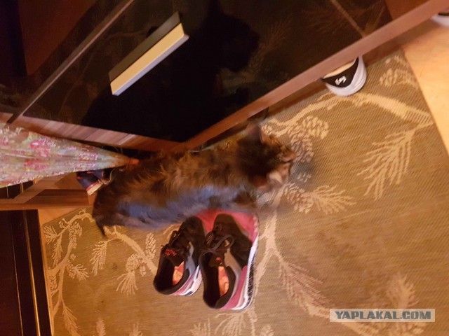 Котовторник 27.06.2017