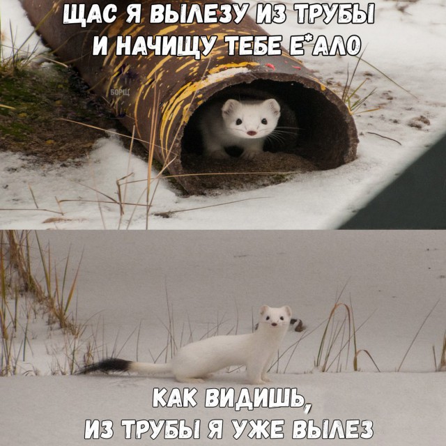 Подборка забавных животных