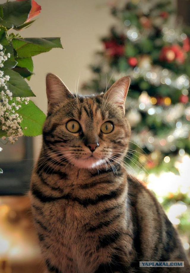 Котовторник  19.12.2017