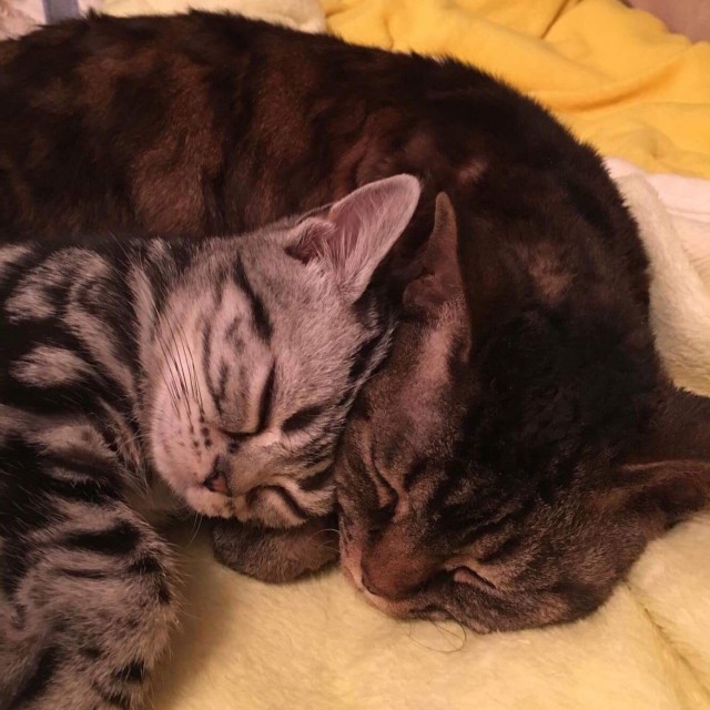 Коты и Кошки