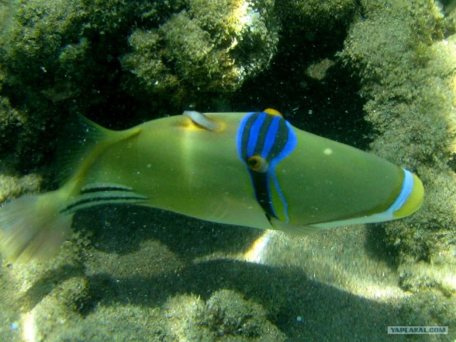 Отдых ниплахой