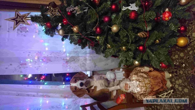 А давайте Ёлками меряться!?