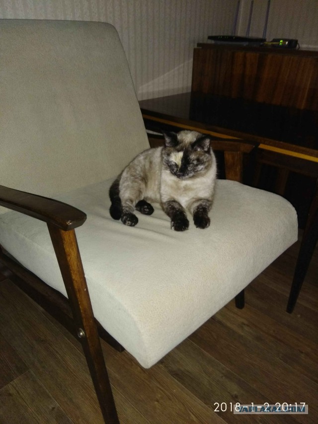 Котовторник  23.01.2018