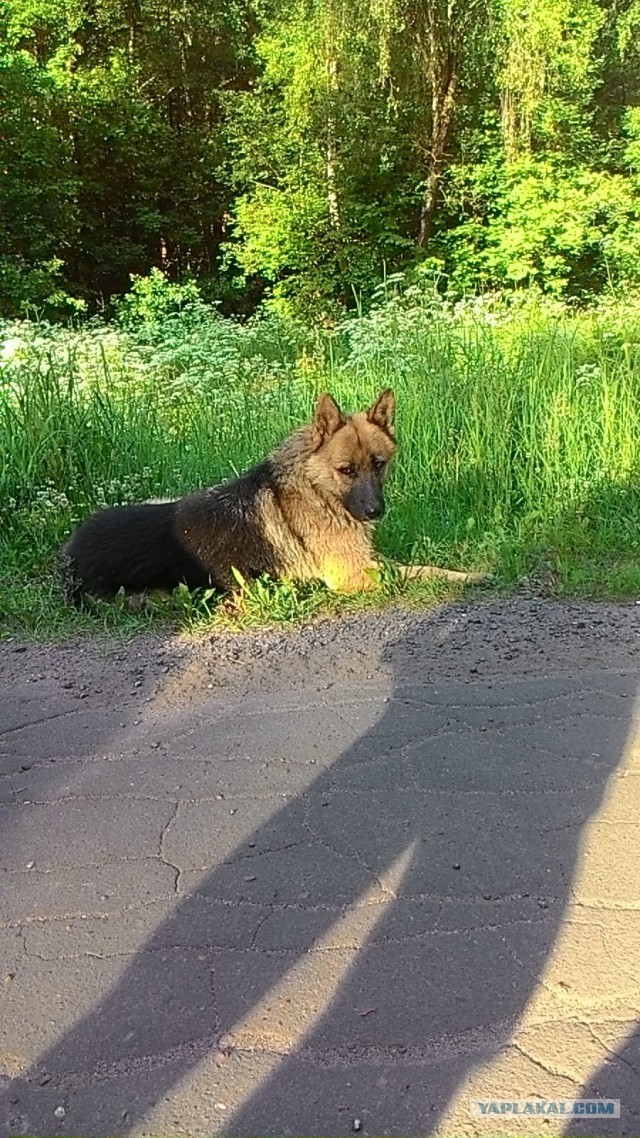 Дембельский альбом ЯПа
