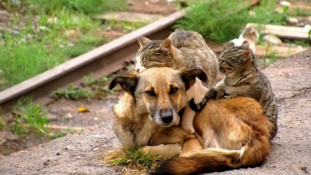 http://s00.yaplakal.com/pics/pics_preview/4/3/3/11614334.jpg