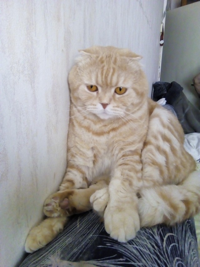 Котовторник же, уже!