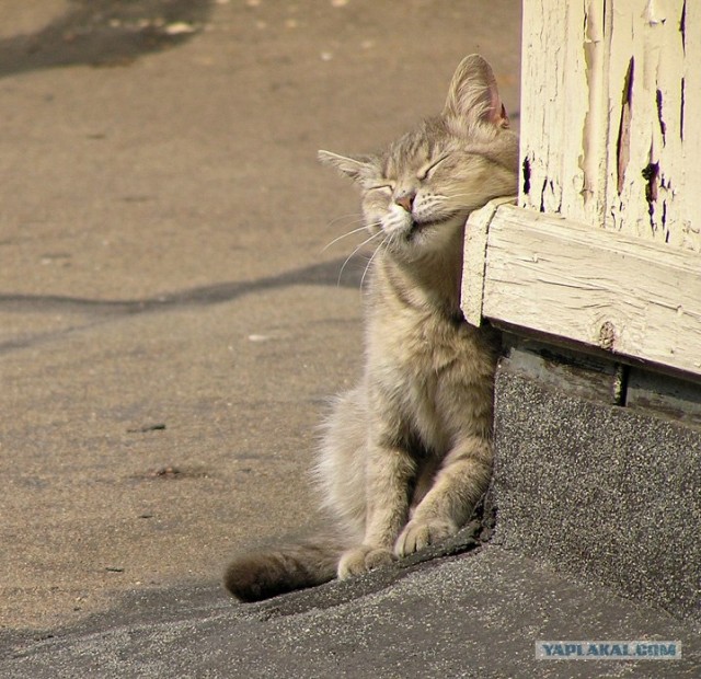 Котовторник: Кошки гаваны и другие!