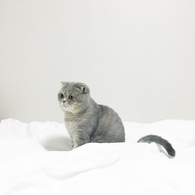 Прикольных котов пост