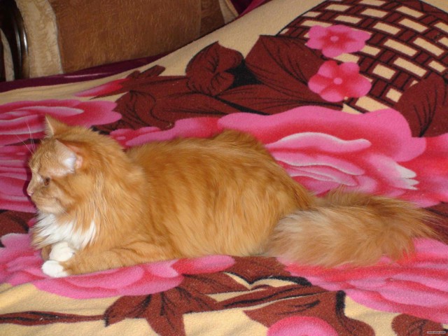 Начинаем котовторник!