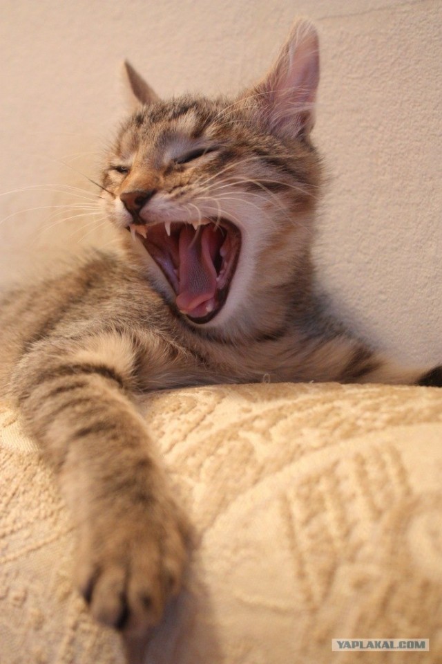 Котовторник! 11.10.11