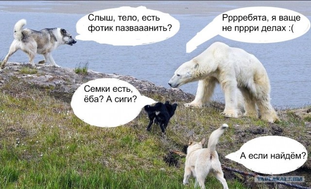Сторожевые собаки Белого острова!
