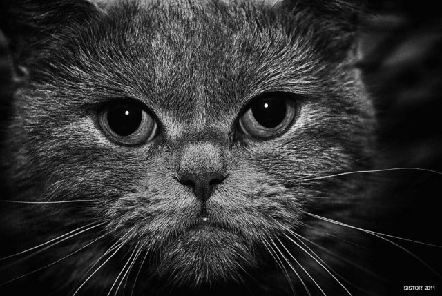 Котовторник (07.02.2012)