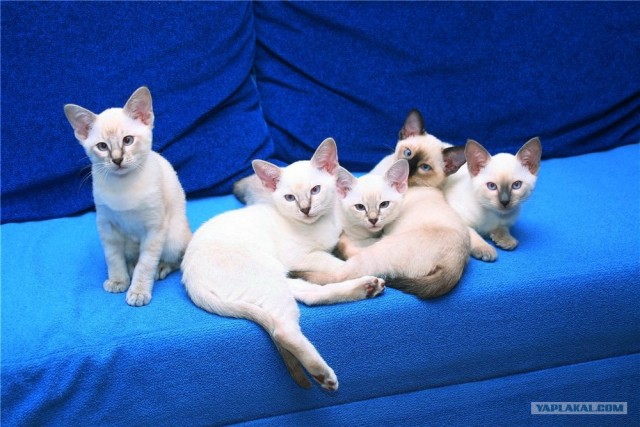 Котовторник (21.02.2012)