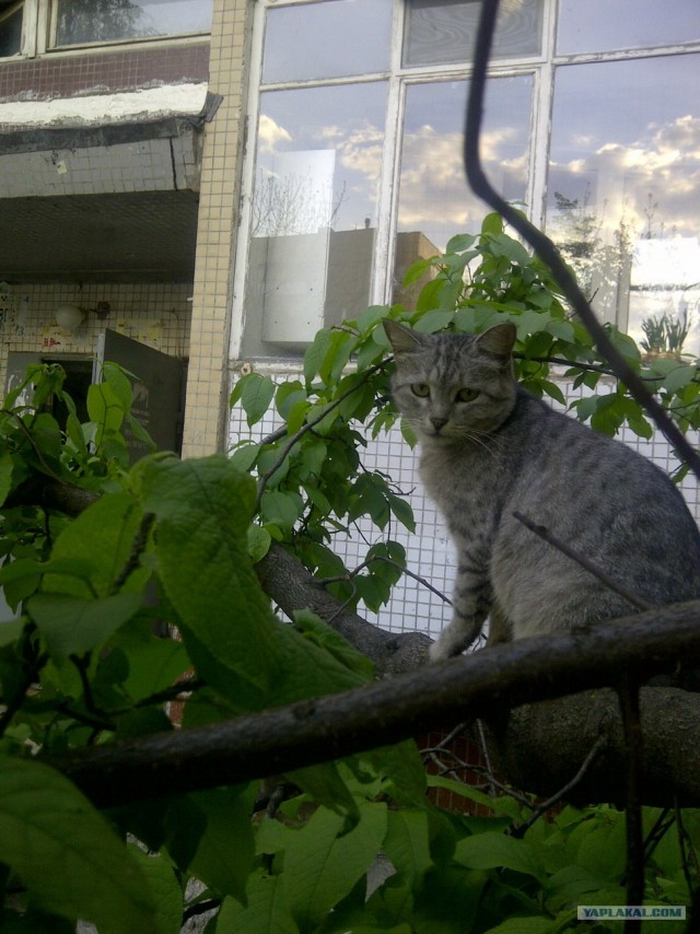 Котовторник 8 мая 2012
