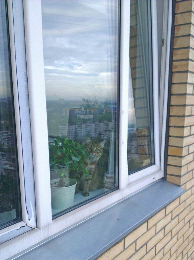Прикольных котов пост
