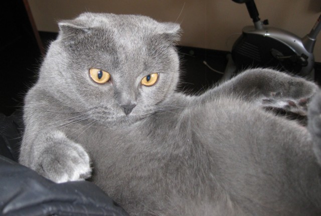 Котовторник  28.08.12