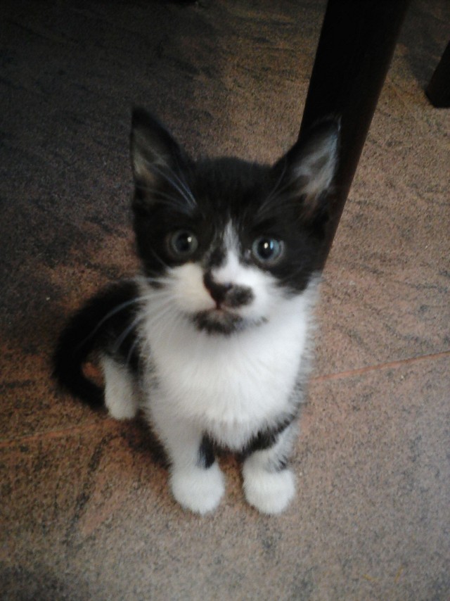 Забавные фото котеек
