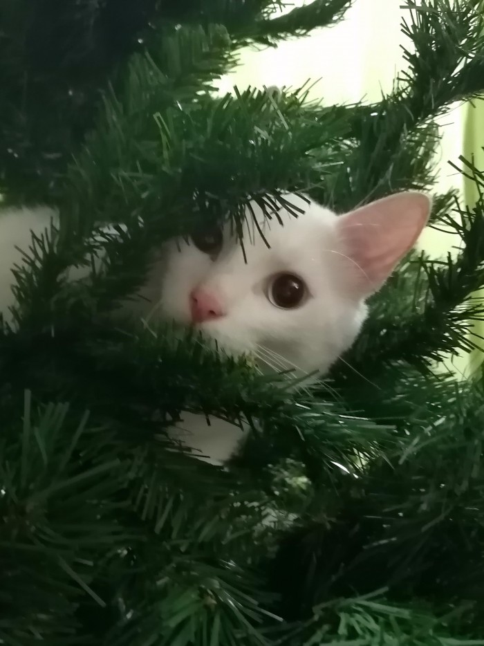 Котовторник *новогодний* 31/12/2019