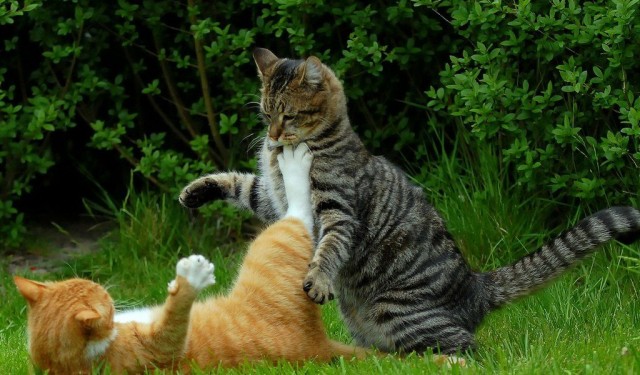 Коты из сети