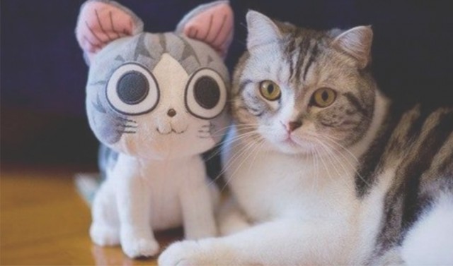 Котофеев пост