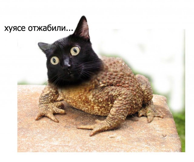 Киса хочет жабы