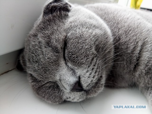 Котовторник.