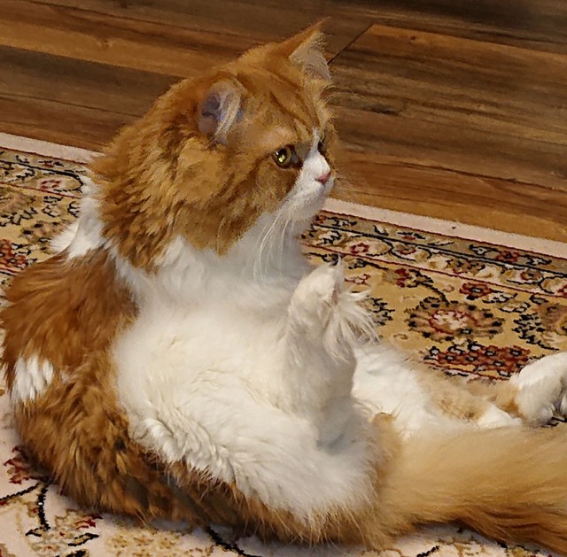 Кот, который не любит Новый год