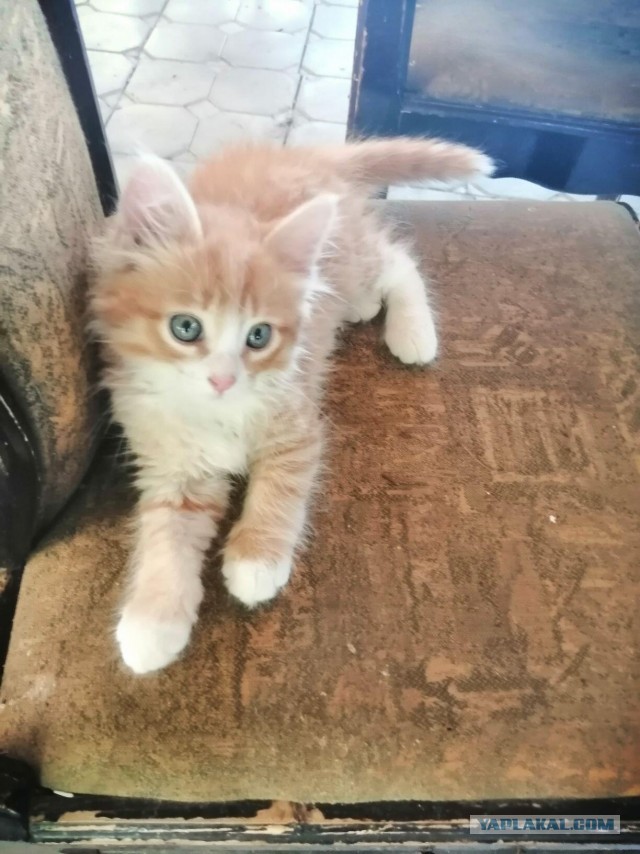 Почему котики уходят умирать из дома?