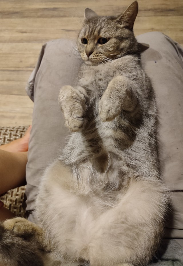 Котовторнику быть!