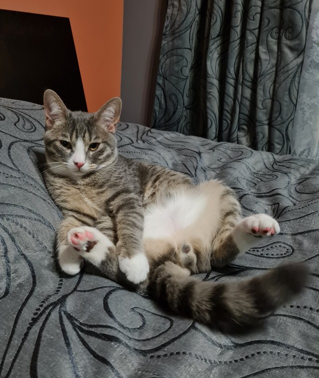 Котовторник вроде.