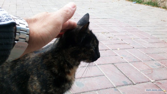 Осенний Коктебель