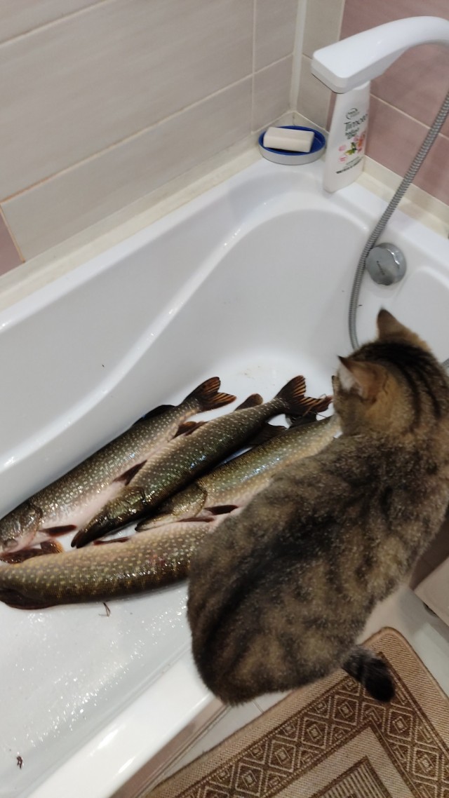 На рыбалку за щукой