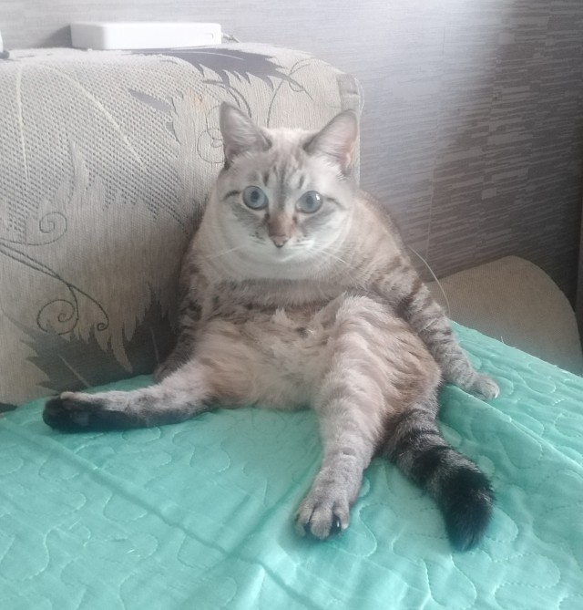 С Котовторником вас! Зовут Чеса!