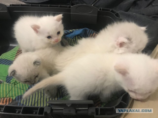Милаха ещё одного друга привел!