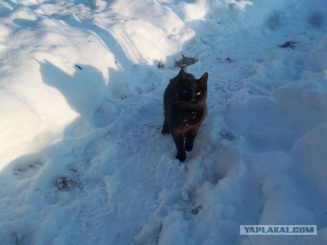 Жизнь домашнего приюта для котеек 425