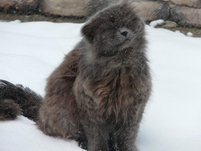 Котовторник 26.03.2013
