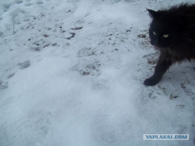 Жизнь домашнего приюта для котеек 432