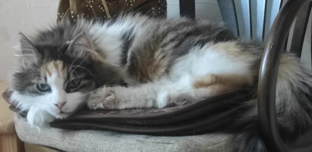 Котовторник