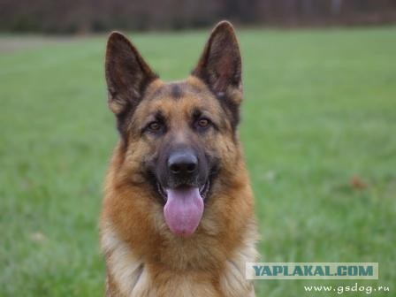 Друг Человека