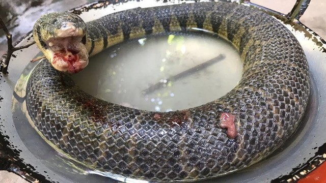 Индия: 100 детей отравились змеиным мясом в школе