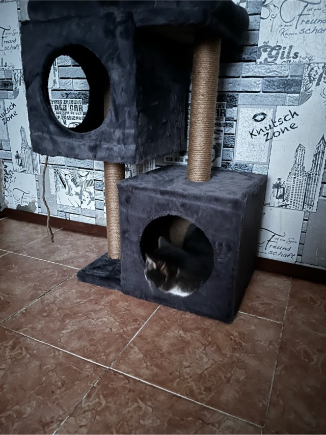 Котовторник
