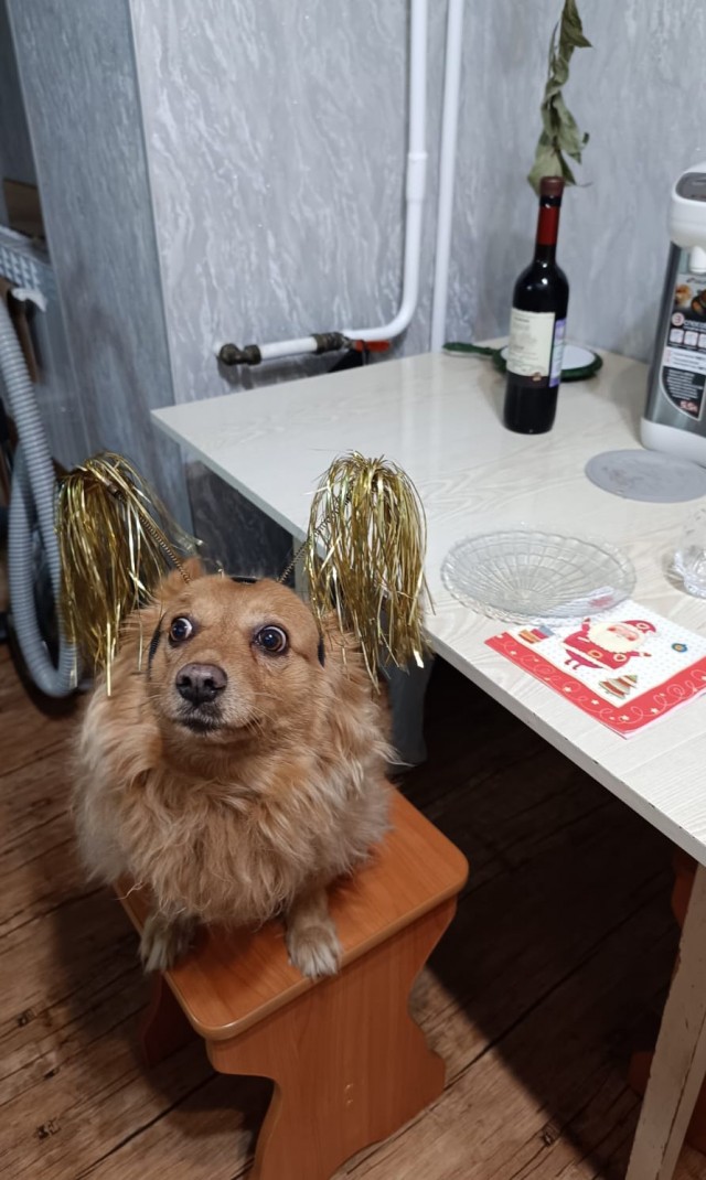 Собакочетверг же
