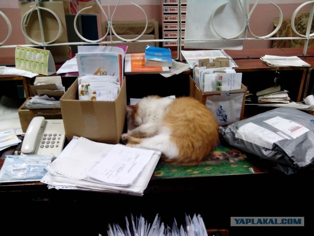 Котовторник 25.06.2013