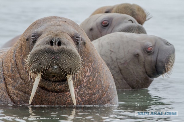 Китайские авто в России могут вновь взлететь в цене