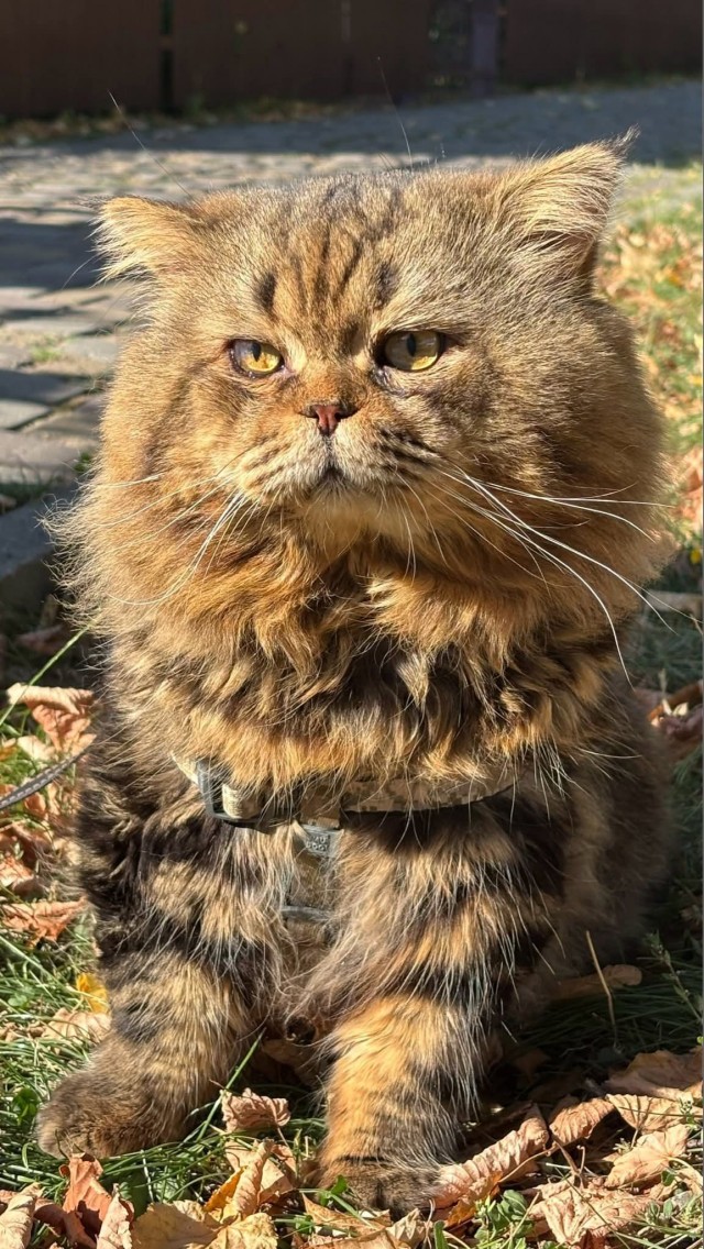 Осенний кот