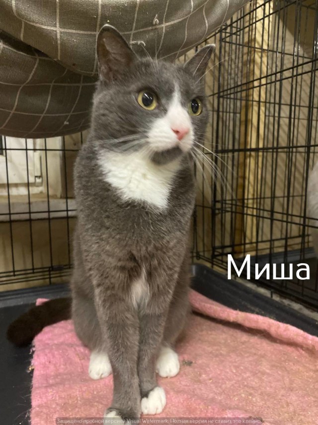 Жизнь домашнего приюта "Котоленд" 527