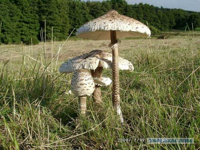 Деревенская Америка