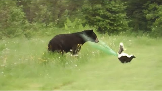 Ух ты ежик